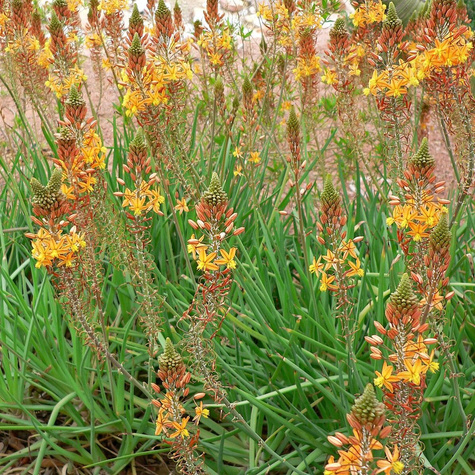 Bulbine krzewiasta lecznicza (C2)