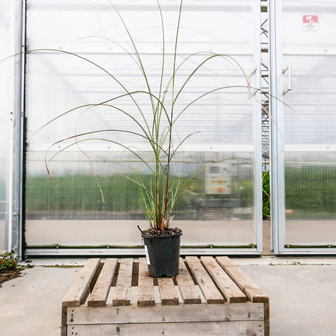 Miskant chiński Rotsilber (C2)