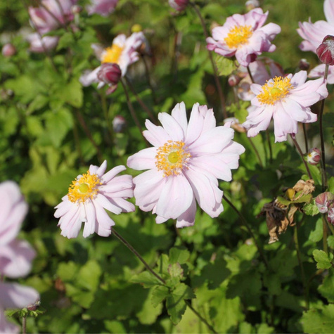 Zawilec japoński Mont Rose (C2)