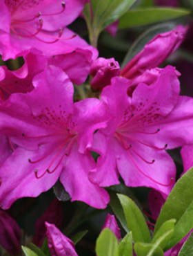 Azalia japońska Blaue Donau (C2)