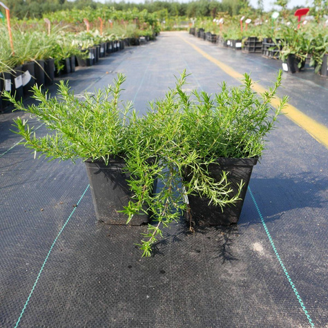 Płomyk szydlasty Floks Scarlet Flame (C2)