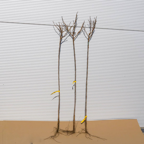 Agrest biały Invicta na pniu Plant Pack