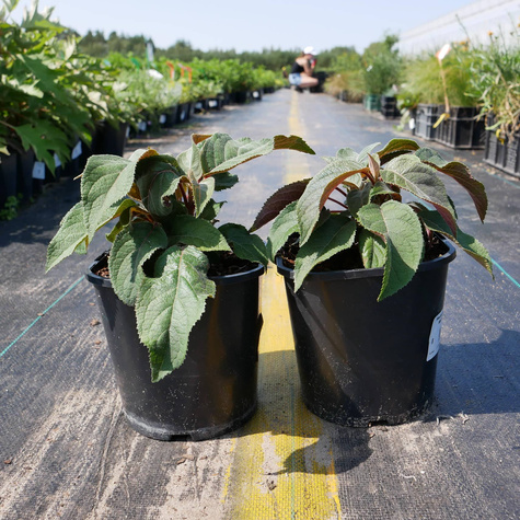 Hortensja kosmata Hot Chocolate (C2)