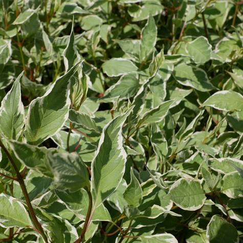 Dereń biały Elegantissima (P9)