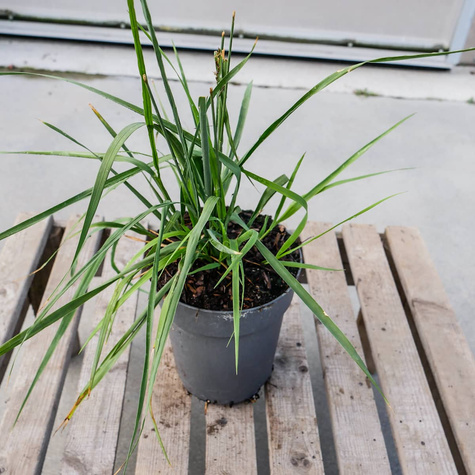 Trzęślica trzcinowata Transparent