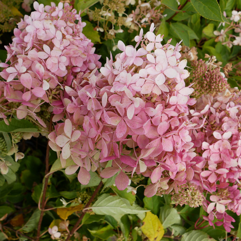 Hortensja bukietowa Living Touch of Pink (C2)