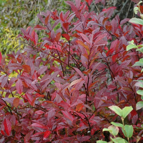 Itea wirginijska Henry's Garnet (C2)