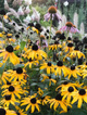 Rudbekia błyskotliwa City Garden
