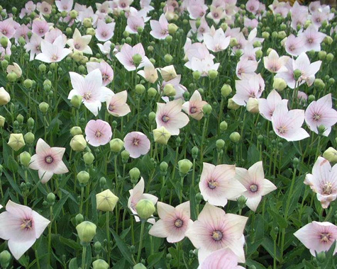 Rozwar wielkokwiatowy różowy SADZONKA