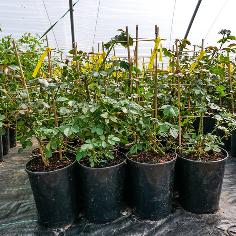 Róża pnąca Eden Rose (C2)