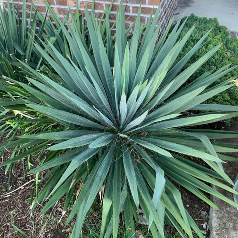 Yucca Filamentosa Juka Karolińska (C2)
