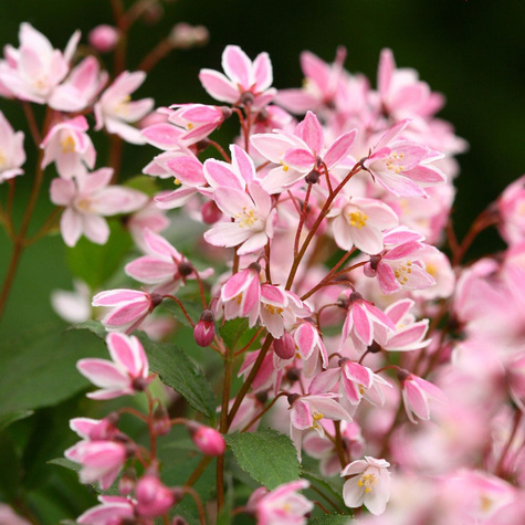 Żylistek karłowy Yuki Cherry Blossom (C2)