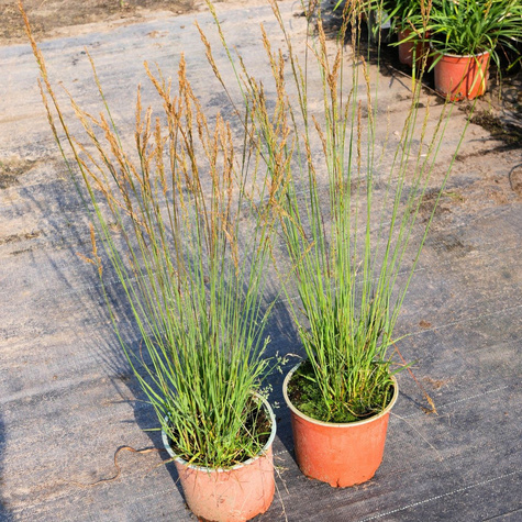 Śmiałek darniowy Palava (C2)