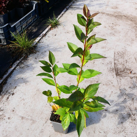 Forsycja pośrednia 'Tharandt' (P9)