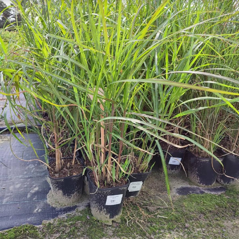 Miskant chiński Hermann Mussel (C2)