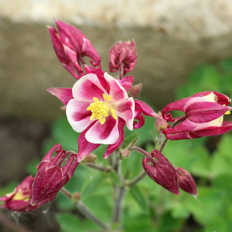 Orlik pospolity Crimson Star (C2)