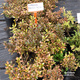 Koprosma 'Evening Glow' ®