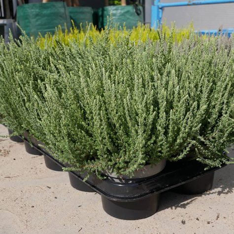 Wrzos pospolity biały kwiat liście srebrno-zielone sadzonki