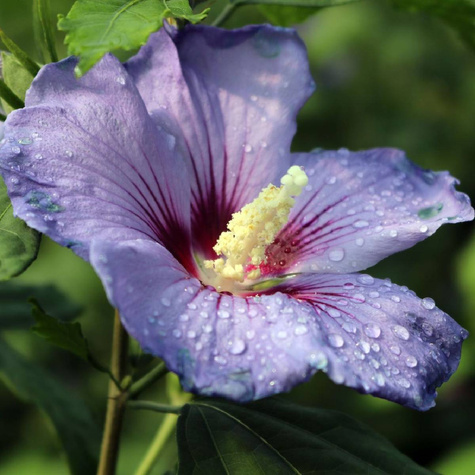 Ketmia syryjska Hibiskus Marina (P9)