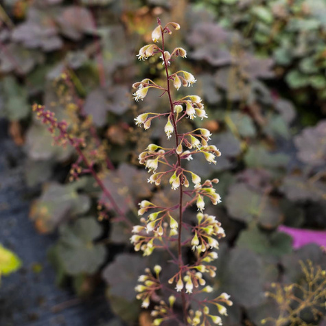 Żurawka ogrodowa Mocha (C2)