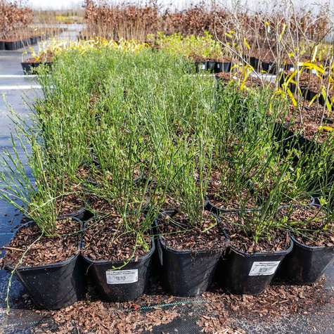 Szczodrzeniec Żarnowiec Zeelandia kremowo-różowy (C2)