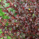 Berberys thunberga Red Chief (C1.7)
