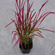 Imperata cylindryczna Red Baron Szarłatna (C2)
