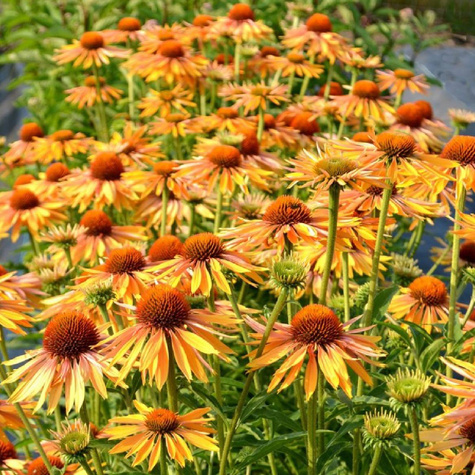 Jeżówka purpurowa Big Kahuna Słodziutkie Mango (C2)