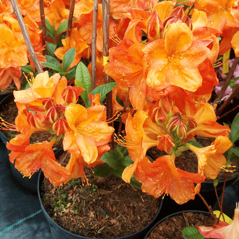 Azalia pomarańczowa Soczysta (C2)