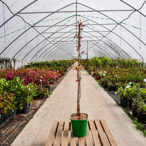 Winobluszcz trójklapowy Veitchii