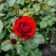 Róża rabatowa CIEMNOCZERWONA pachnąca