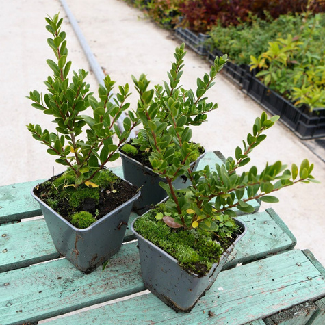 Ostrokrzew bukszpanowy karbowanolistny 'Green Hedge' (P9)