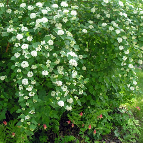Pęcherznica kalinolistna (C2)