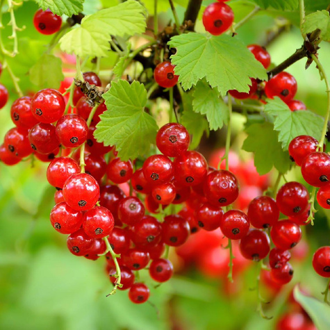Porzeczka czerwona Rovada na pniu Plant Pack