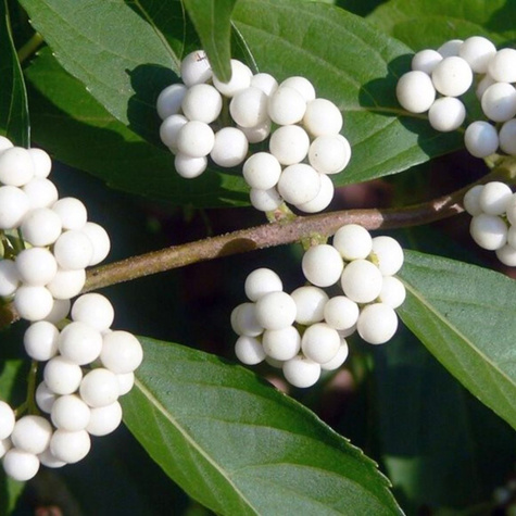 Pięknotka japońska Leucocarpa (C2)