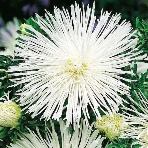 Aster chiński igiełkowy Angora 0,5g