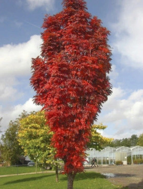 Jarząb kolumnowy H-200/300cm
