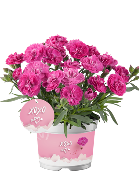 Goździk ogrodowy Code Pink wieloletni