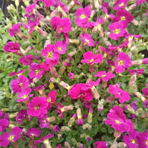 Żagwin Ogrodowy Cascade Rot