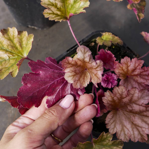 Żurawka ogrodowa Peach Flambe (C2)