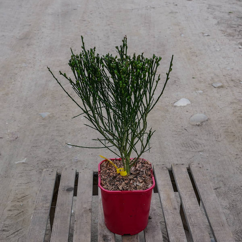 Szczodrzeniec Żarnowiec Miotlasty Maria Burkwood C2