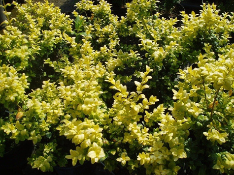 Bukszpan wieczniezielony Latifolia Maculata