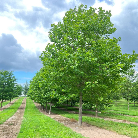 Platan klonolistny (C2)