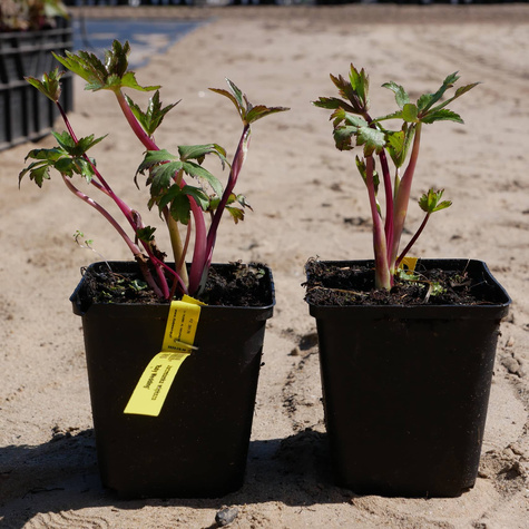 Jarzmianka większa Ruby Wedding (C2)