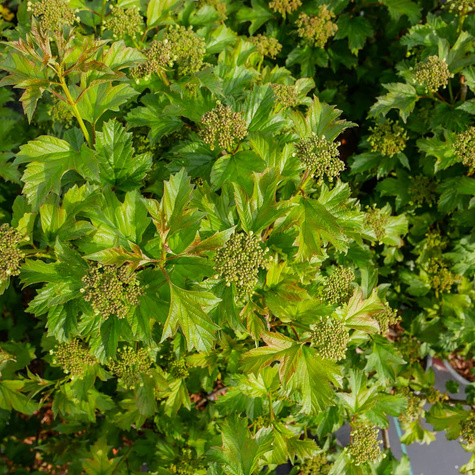 Kalina koralowa Compactum (C2)