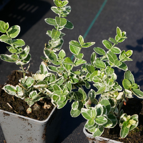 Trzmielina Fortune'a Variegatus (P9)