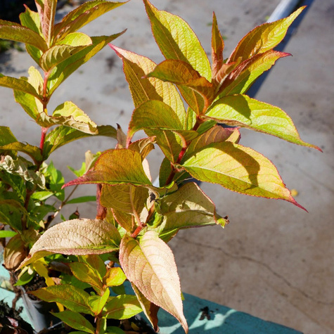 Krzewuszka cudowna Rubidor (P9)