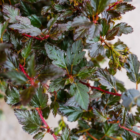 Pęcherznica kalinolistna Tiny Wine (P9)