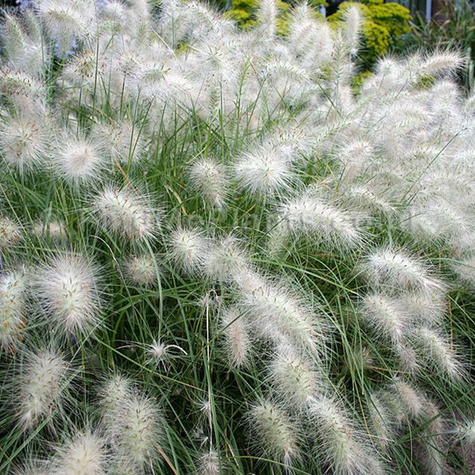 Rozplenica japońska Piórkówka Cassian (C2)