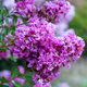 Lagerstroemia indyjska Petit Orchidée (P9)